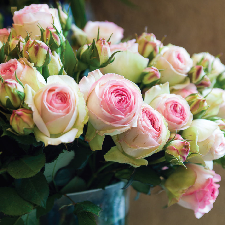Blank Card - Parisian Roses - The Christian Gift Company