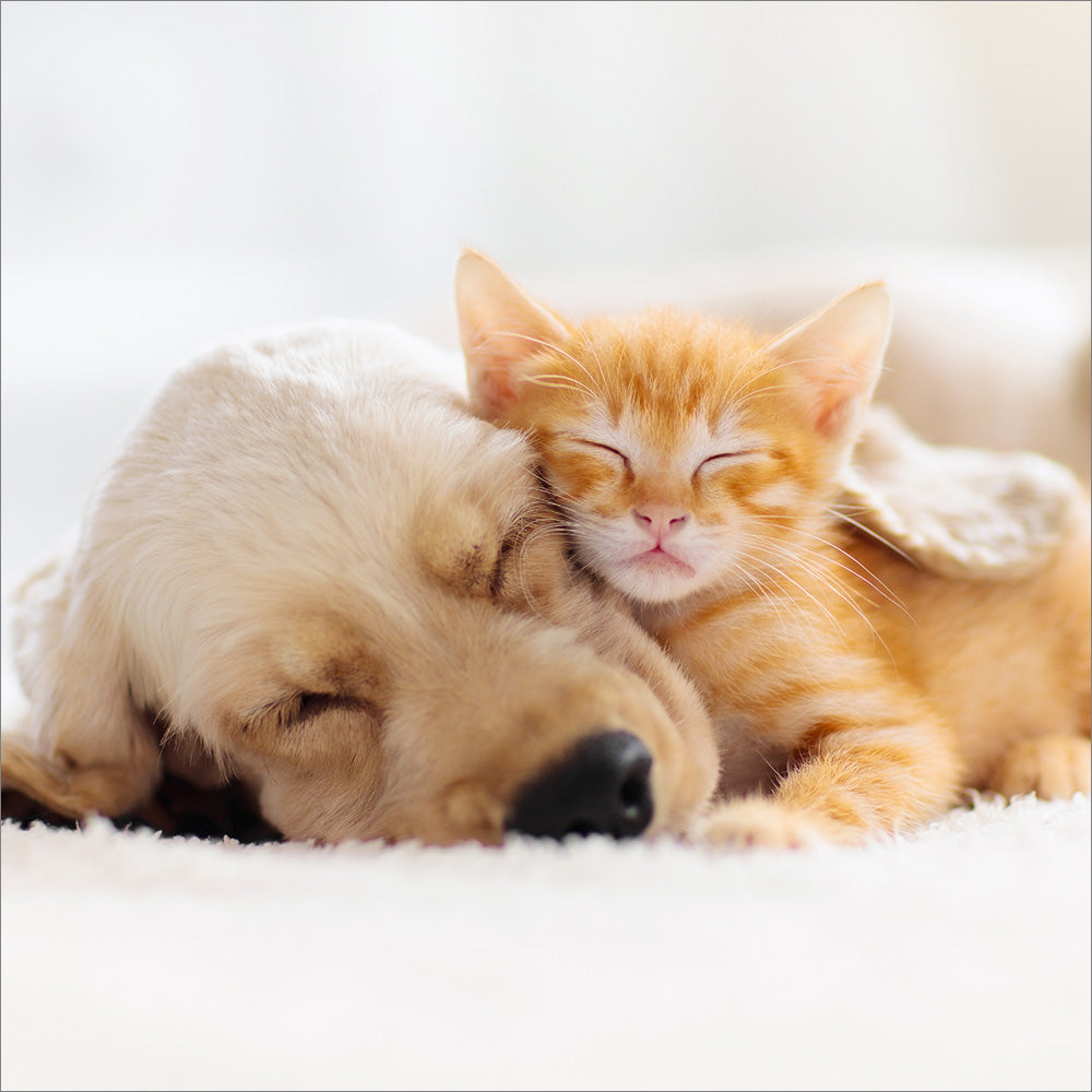 Blank Card: Kitten and Puppy - The Christian Gift Company