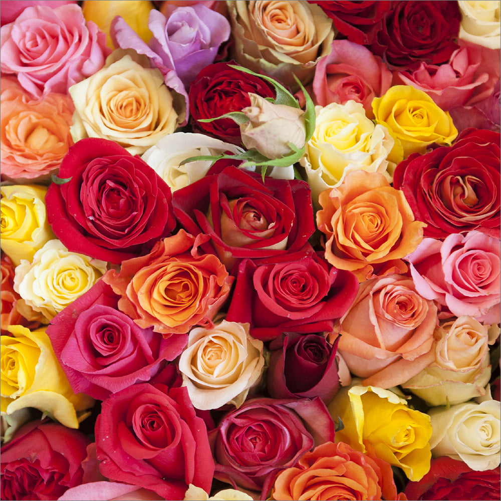 Blank Card: Parisian Roses - The Christian Gift Company