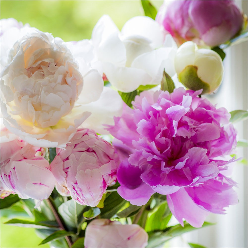 Blank Card: Pink and White Paeonies - The Christian Gift Company