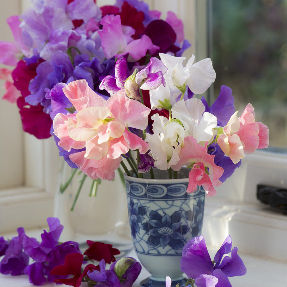 Blank Card: Sweet Peas on Windowsill - The Christian Gift Company