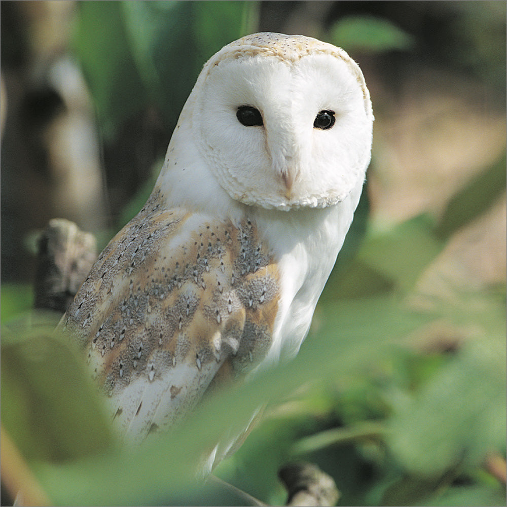 Blank Card: Barn Owl - The Christian Gift Company
