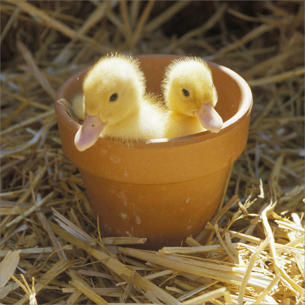 Blank Card: Ducklings in Plantpot - The Christian Gift Company