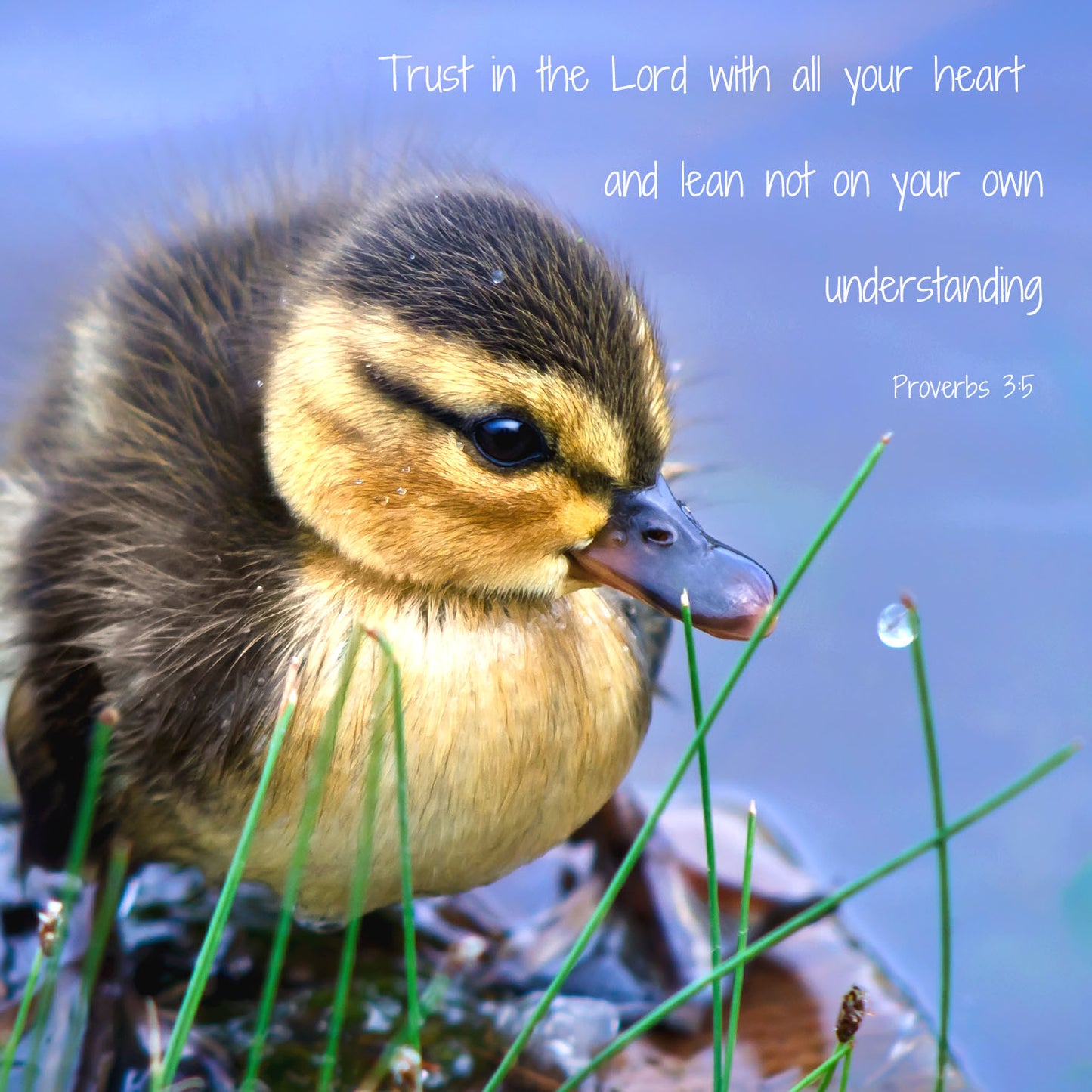 Mini Wall Plaque - Duckling: Proverbs 3:5 - The Christian Gift Company
