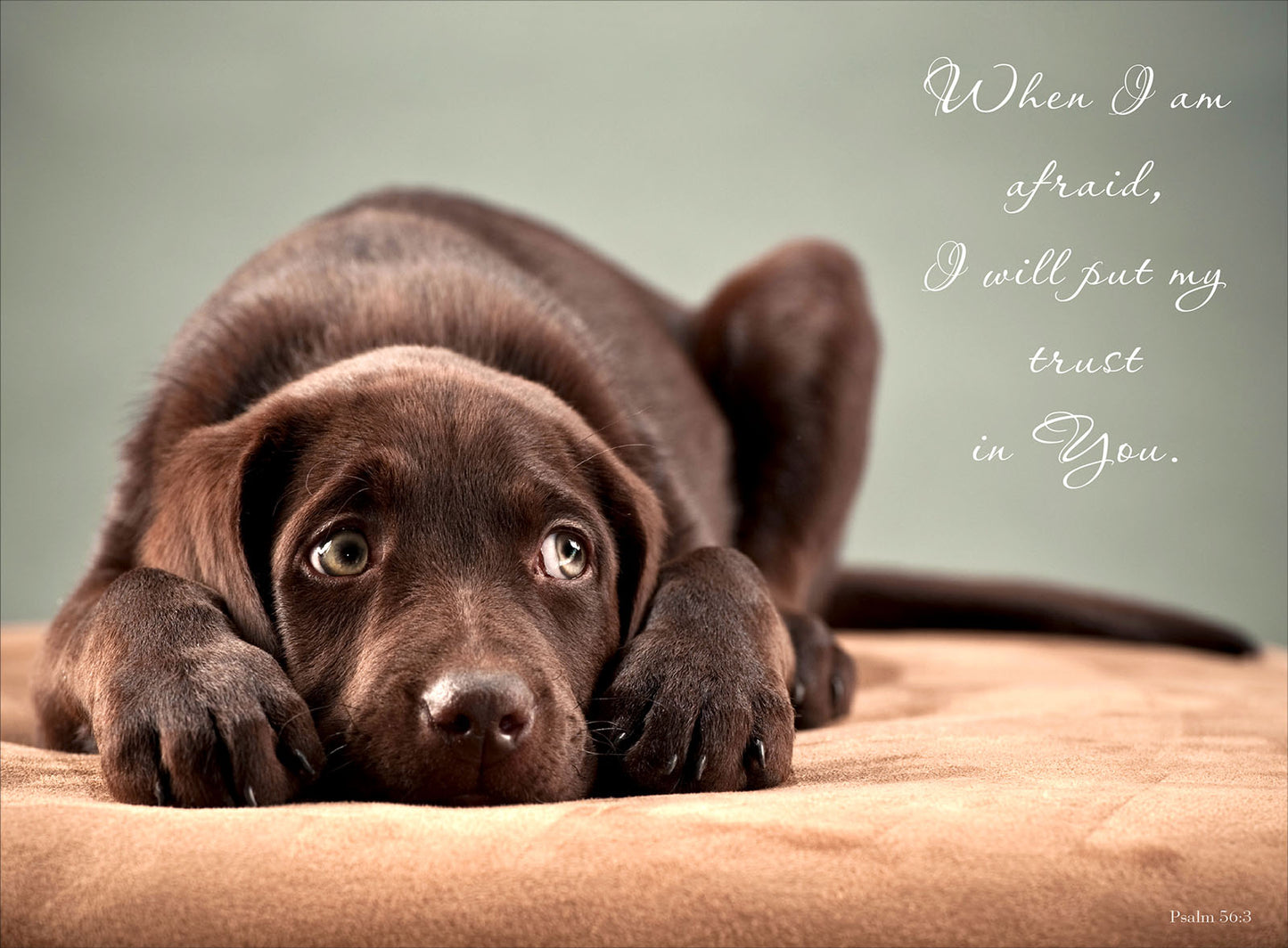 Wall Plaque - Chocolate Labrador: Psalm 56:3 - The Christian Gift Company