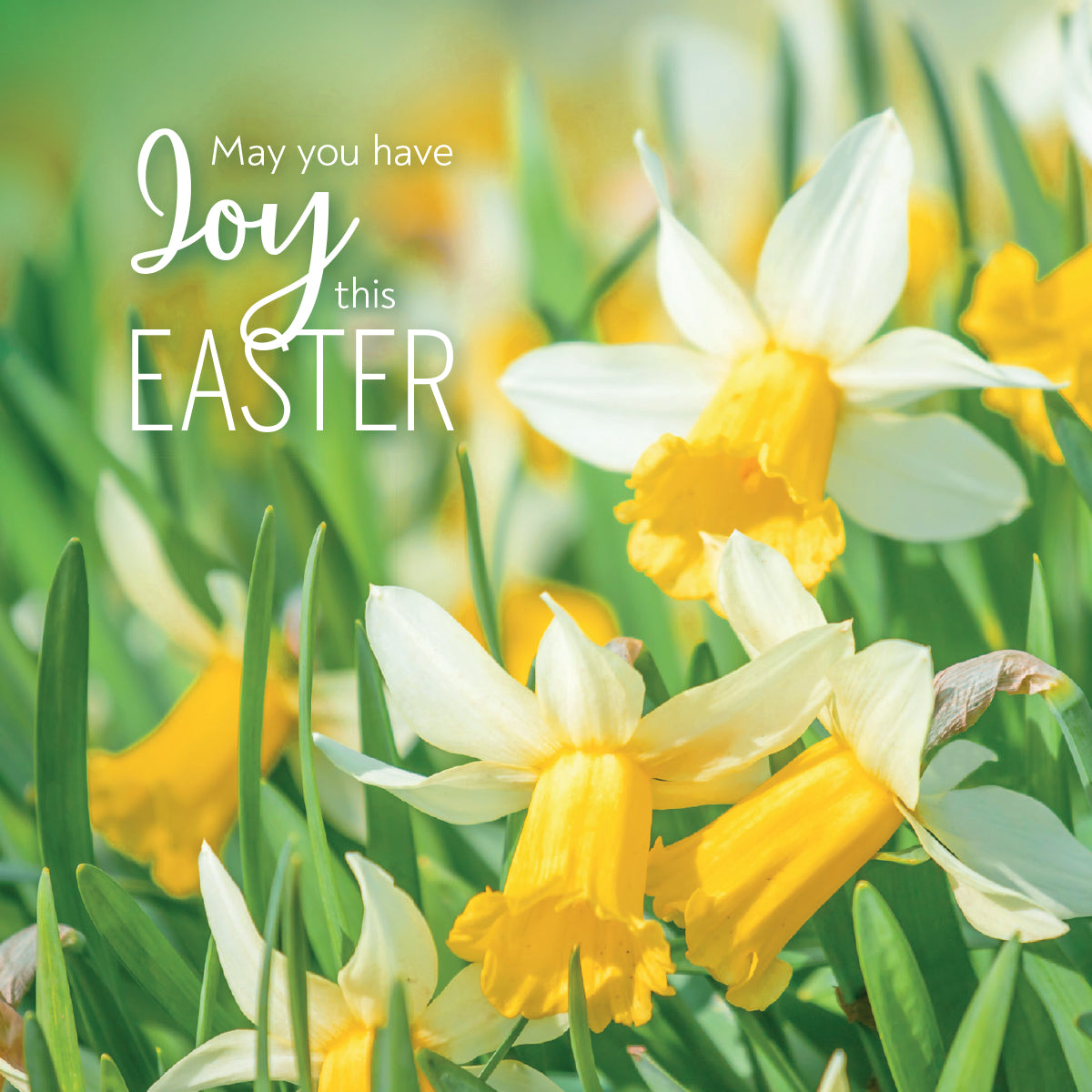 Compassion Charity Easter Cards - Joy/Daffodils (pack of 5) - The Christian Gift Company