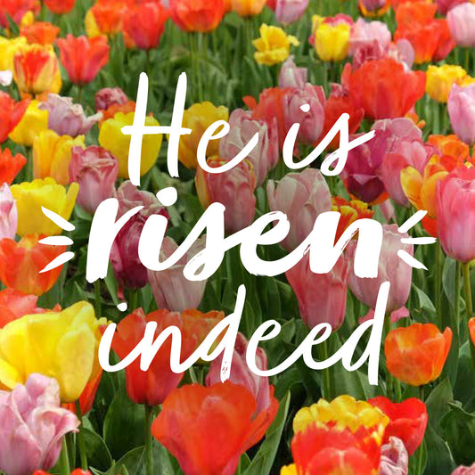 Compassion Charity Easter Cards - Tulips/He Is Risen Indeed (pack of 5) - The Christian Gift Company
