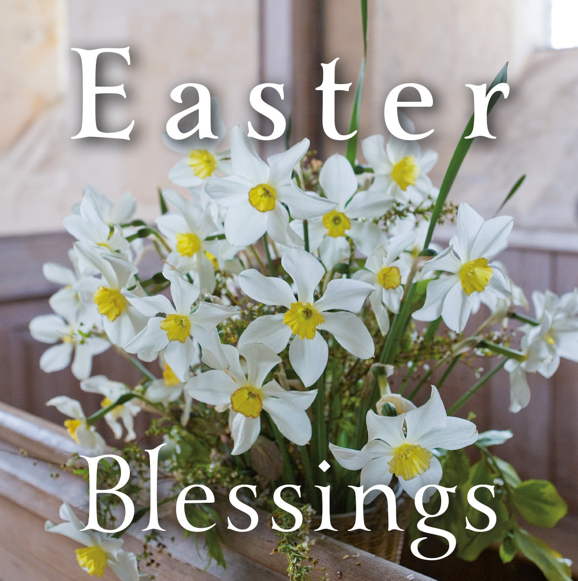 Easter Card - White Daffodils (pack of 5)