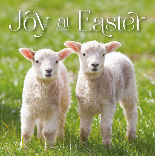 Easter Card - Lambs: Joy at Easter (pack of 5) - The Christian Gift Company