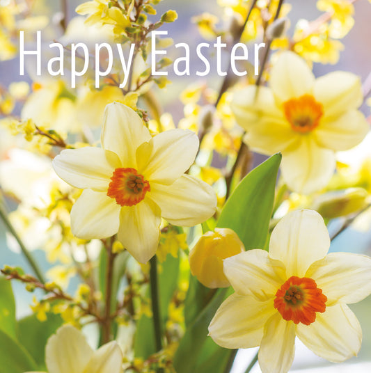 Easter Card - Daffodils and Forsythia (pack of 5) - The Christian Gift Company