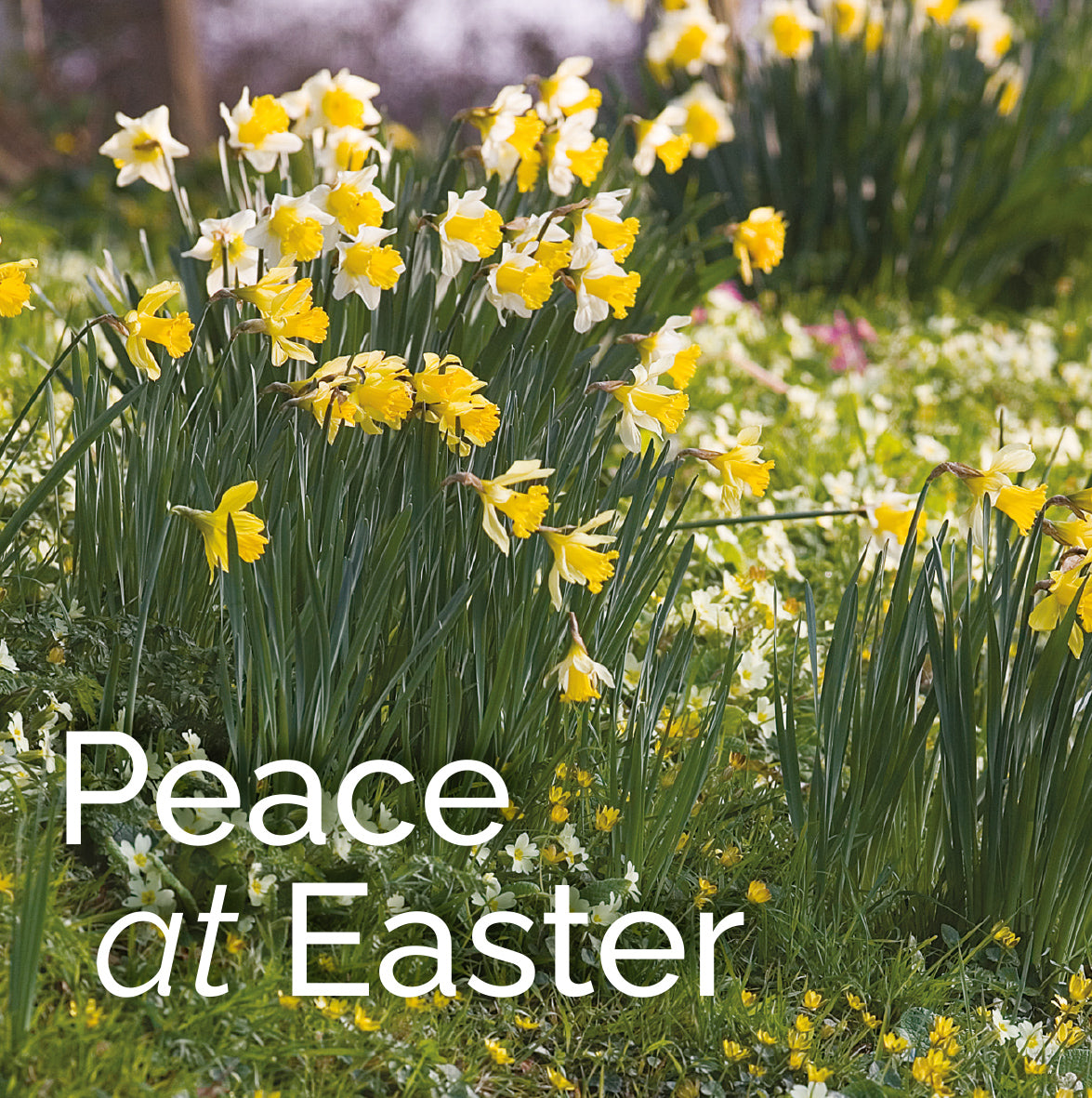 Easter Card - Daffodils: Peace at Easter (pack of 5)