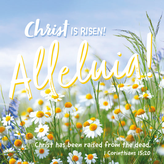 Compassion Charity Easter Cards - Alleluia!/Daisies (pack of 5) - The Christian Gift Company
