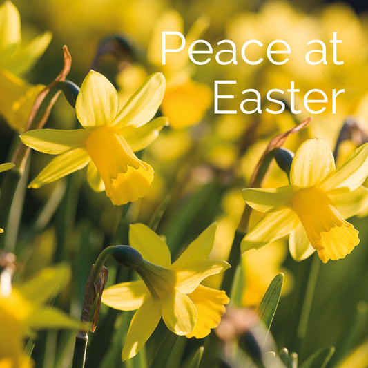 Easter Card - Daffodils/Peace At Easter (pack of 5) - The Christian Gift Company