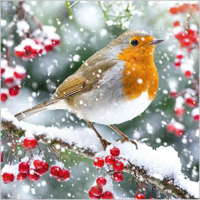 Charity Christmas Card: Robin & Berries Photo (pack of 4) - The Christian Gift Company