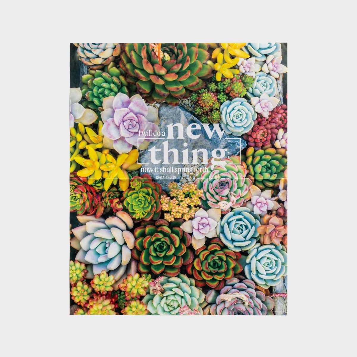 Beautiful Succulents - 1,000 Piece Puzzle - The Christian Gift Company