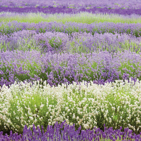 Birthday Card - Lavender Field Close Up - The Christian Gift Company