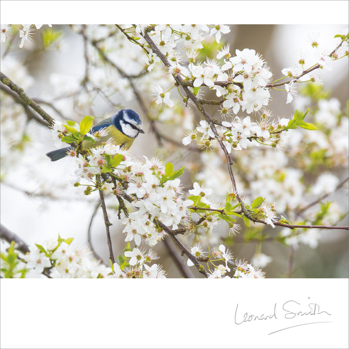 Blank Card - Blue Tit - The Christian Gift Company