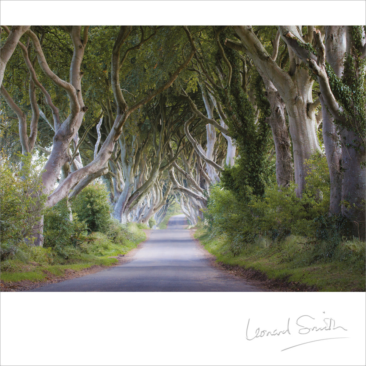 Blank Card - The Dark Hedges - The Christian Gift Company