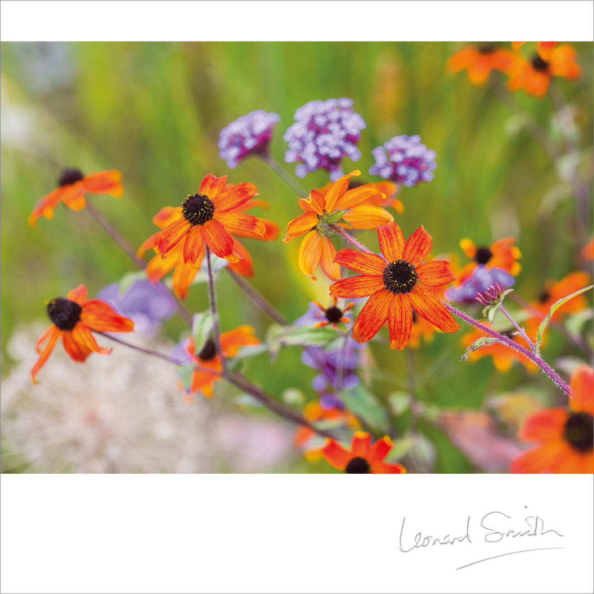 Blank Card - RHS Harlow Carr/Rudbeckia - The Christian Gift Company