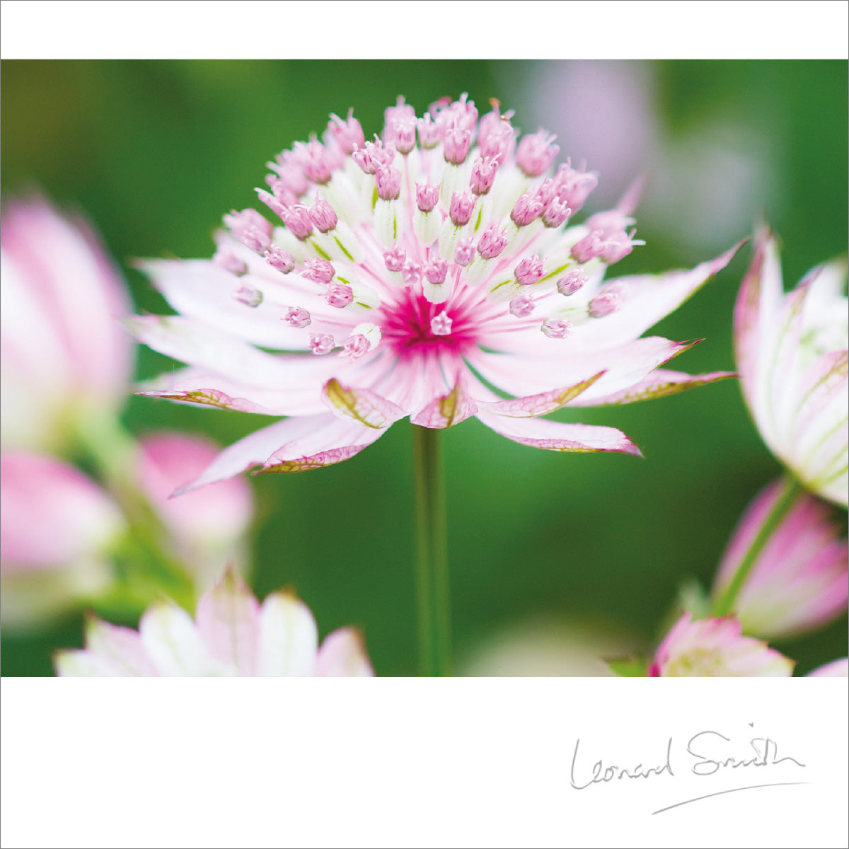 Blank Card - RHS Wisley/Astrantia - The Christian Gift Company