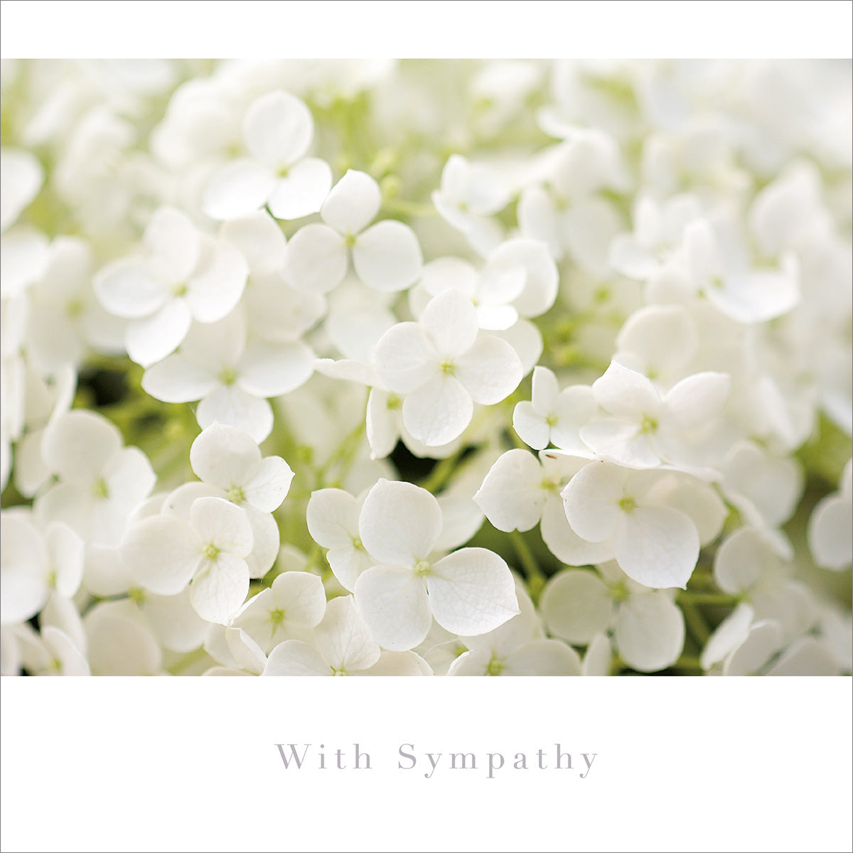 Sympathy Card - White Hydrangea - The Christian Gift Company