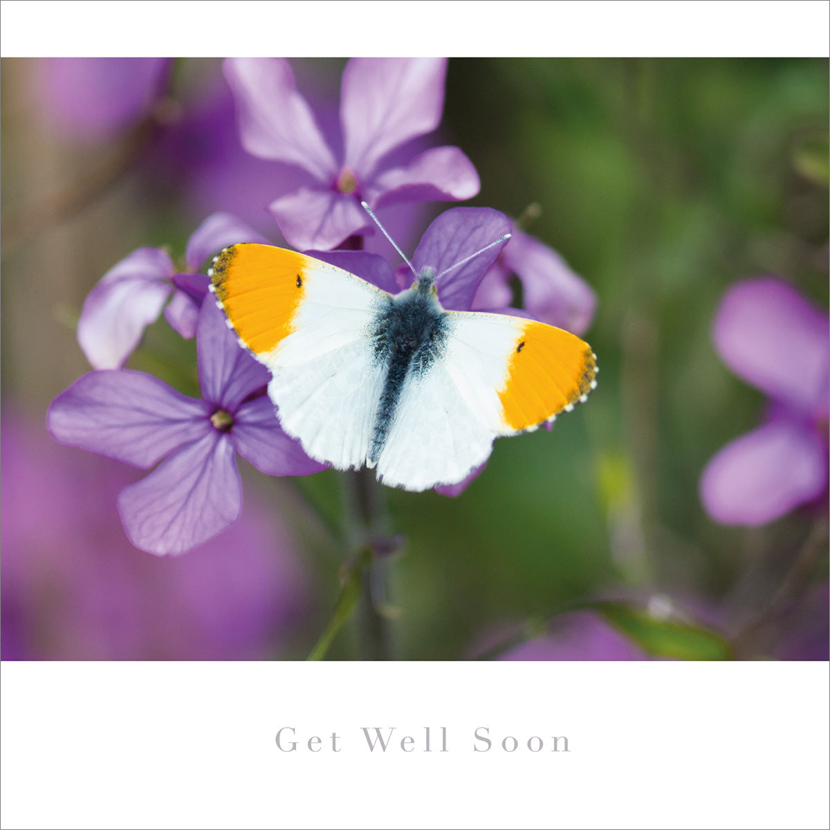 Get Well Card - Orange Tip Butterfly - The Christian Gift Company