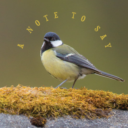 Photonotes Notecards - Great Tit on Moss (pack of 5) - The Christian Gift Company