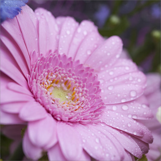 Blank Card - Pink Gerbera - The Christian Gift Company