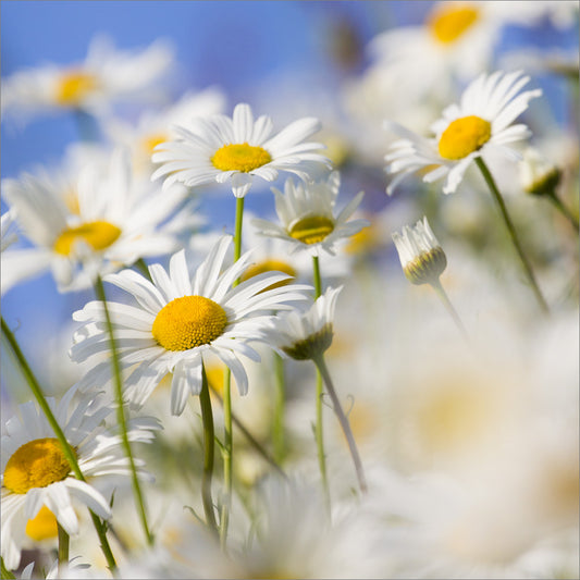 Blank Card: Daisies - The Christian Gift Company