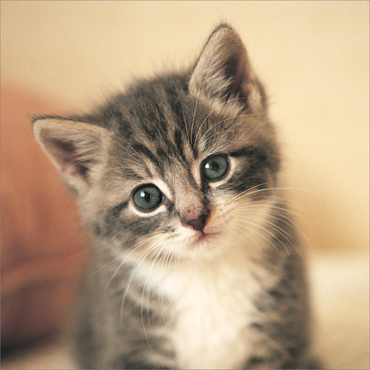 Blank Card: Grey Kitten - The Christian Gift Company