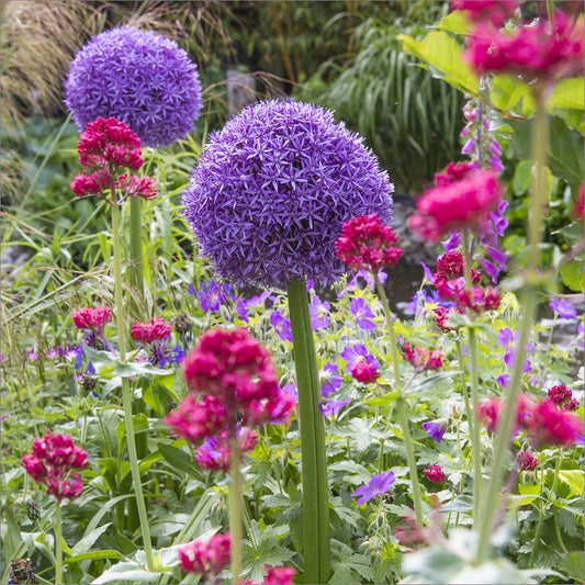 Blank Card: Alliums - The Christian Gift Company