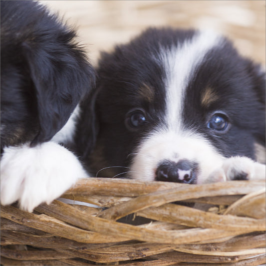 Blank Card: Puppy in Basket - The Christian Gift Company