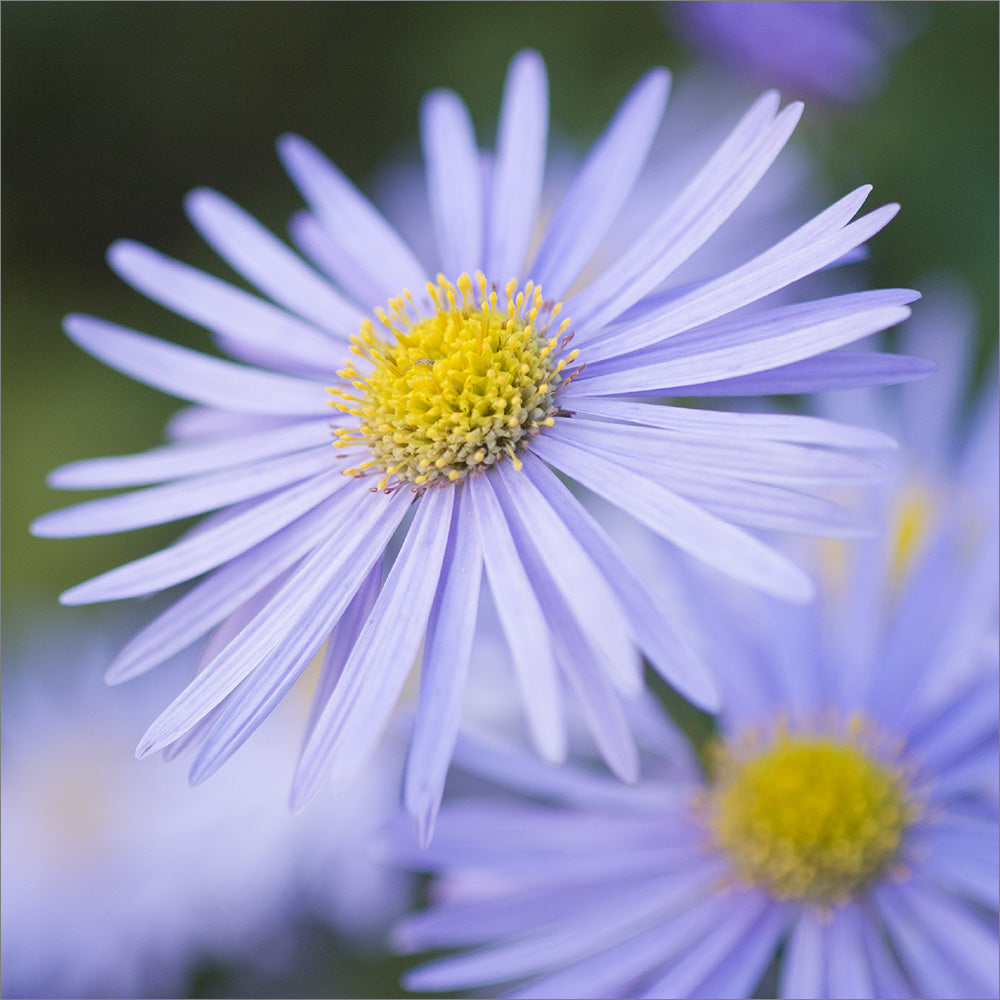 Blank Card - Purple Daisies - The Christian Gift Company