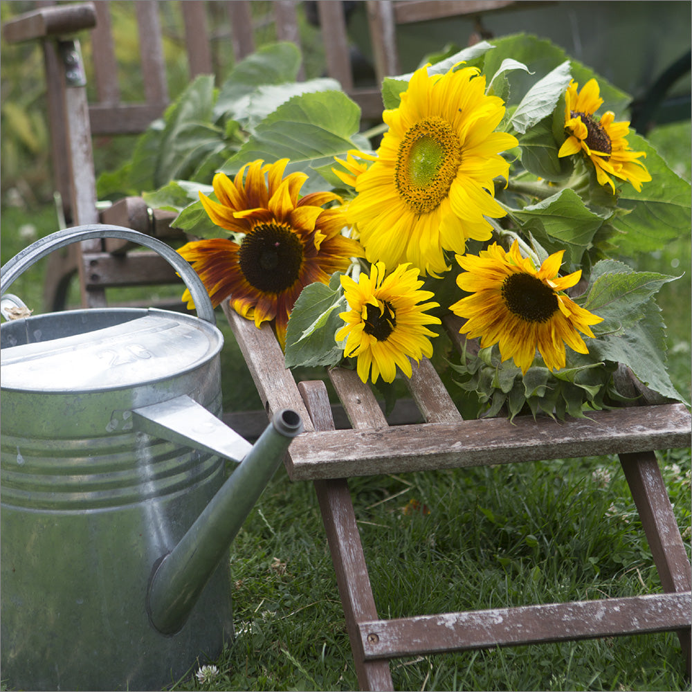 Blank Card - Sunflowers on Chair - The Christian Gift Company