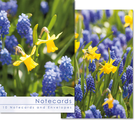 Notecard Wallet - Daffodils and Muscari (10 cards)