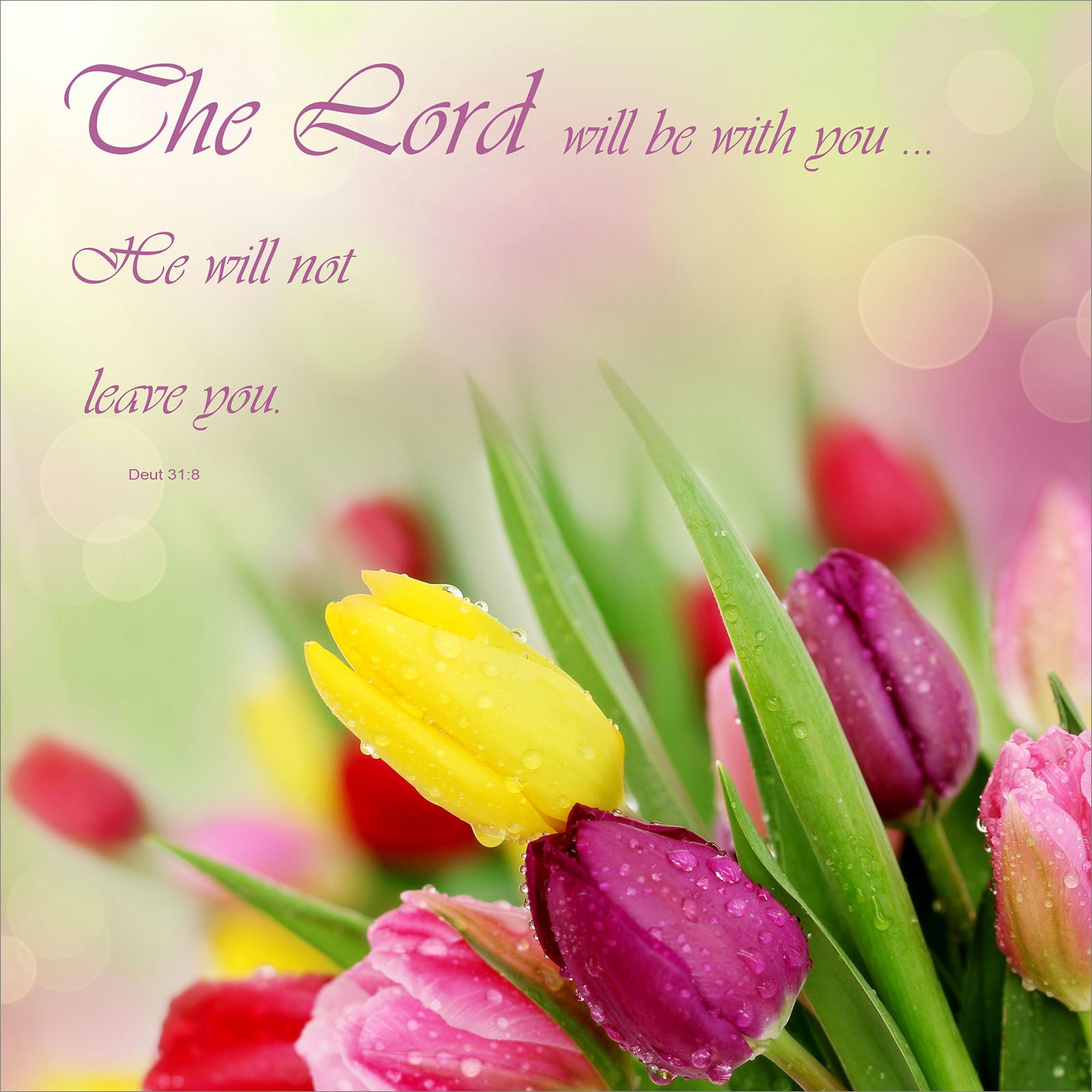 Square Wall Plaque - Tulips: The Lord Will Be With You - The Christian Gift Company