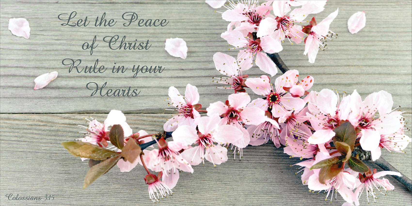 Small Wall Plaque - Cherry Blossom: Colossians 3:15 - The Christian Gift Company