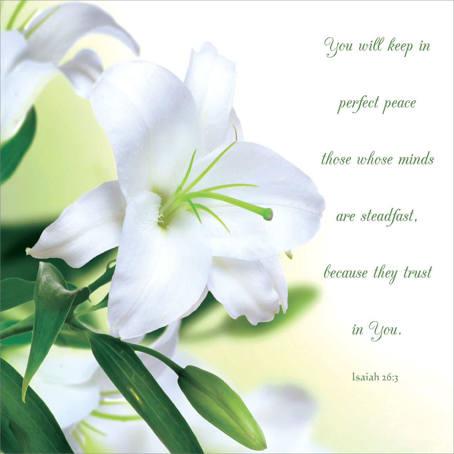 Square Wall Plaque - White Lily: Isaiah 26:3 - The Christian Gift Company