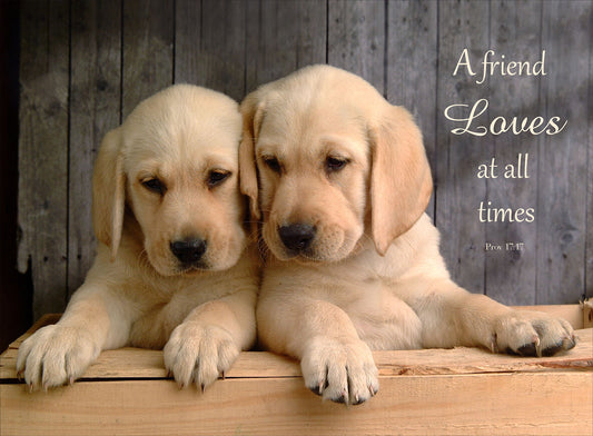 Wall Plaque - Labrador Puppies: Proverbs 17:17 - The Christian Gift Company