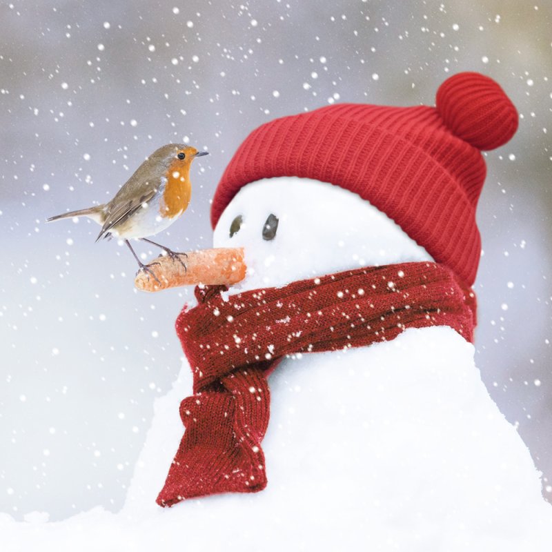 Charity Christmas Card: Snowman and Robin (pack of 4)