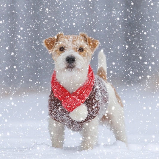 Charity Christmas Card: Jack Russell in Snow (pack of 4)