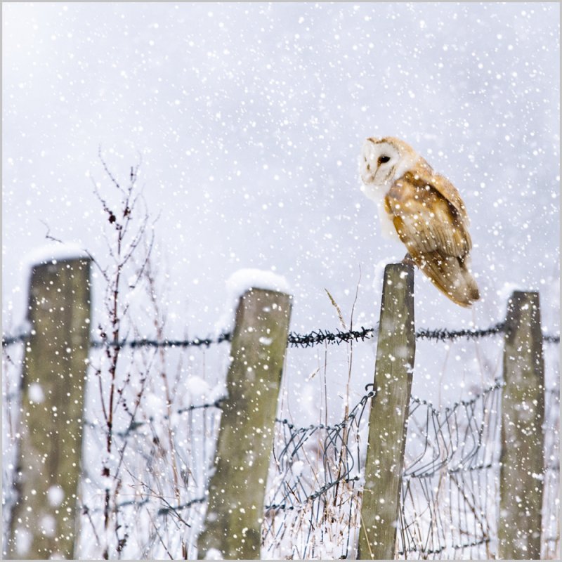 Charity Christmas Card: Barn Owl on Fence (pack of 4)