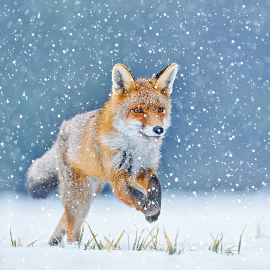 Charity Christmas Card: Fox in Snow (pack of 4)