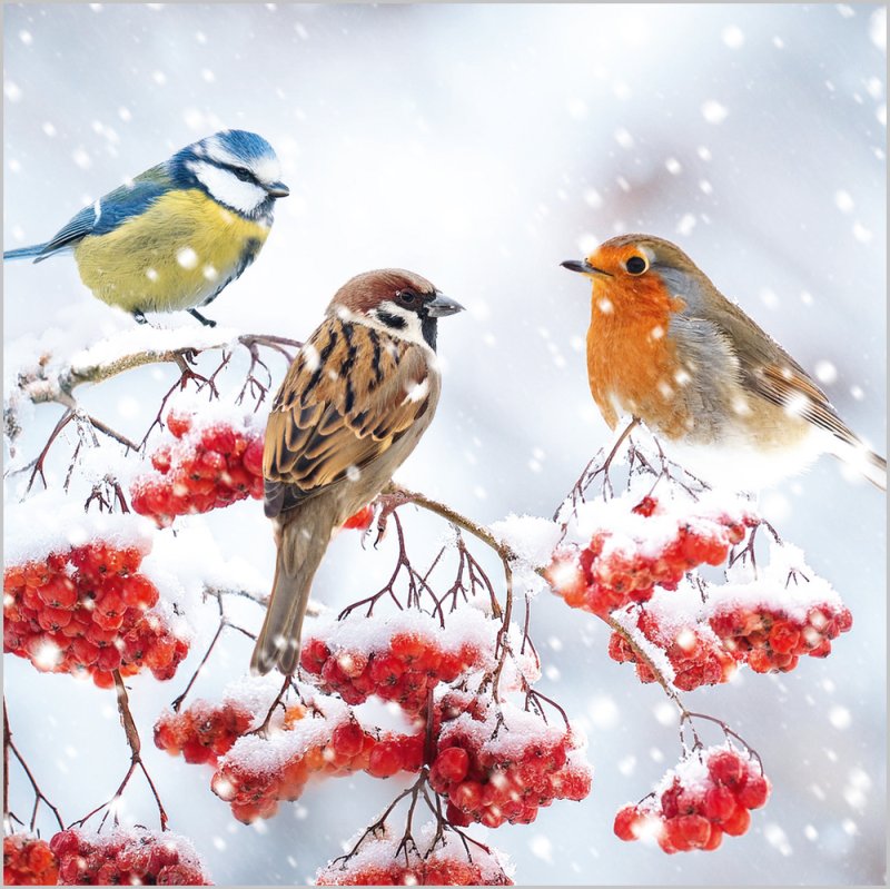 Charity Christmas Card: Birds & Berries Photo (pack of 4) - The Christian Gift Company