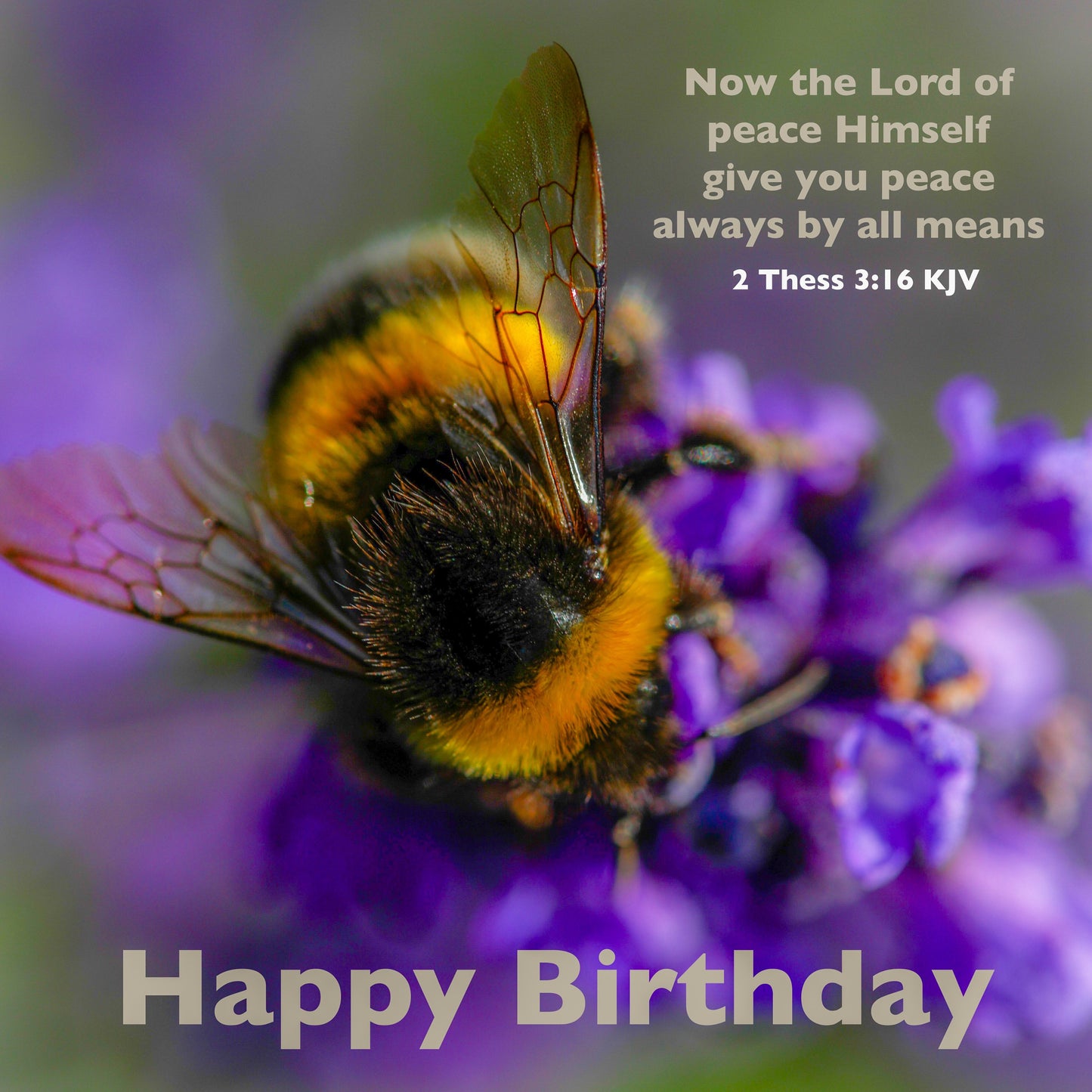 Bumble Bee Birthday Card - The Christian Gift Company