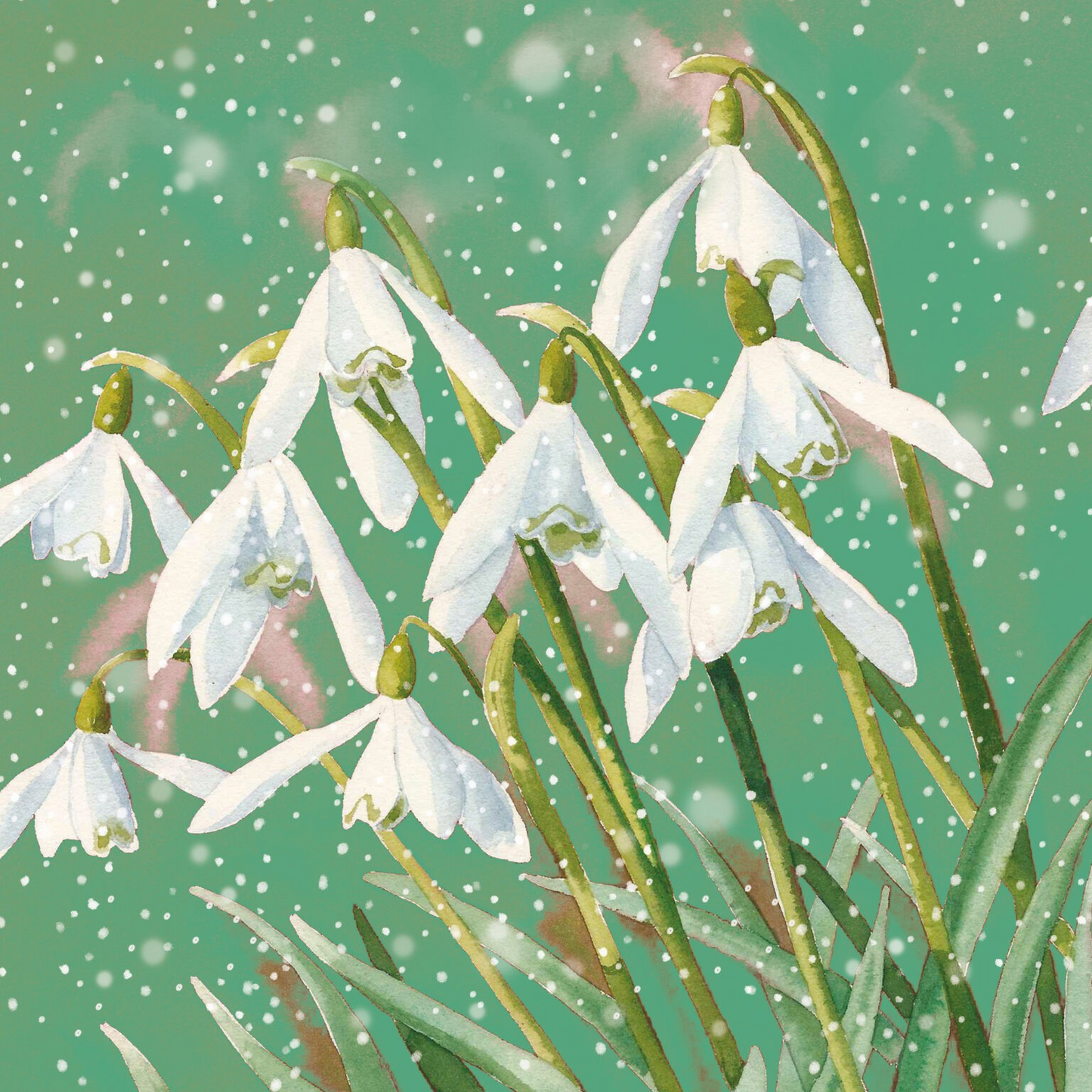 Snowdrops Christmas Cards – Pack of 10