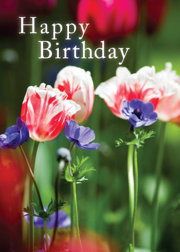 Birthday Card - Pink And White Tulips - The Christian Gift Company