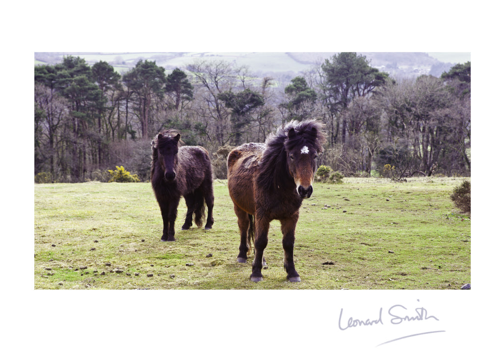 Blank Card - Dartmoor Ponies - The Christian Gift Company