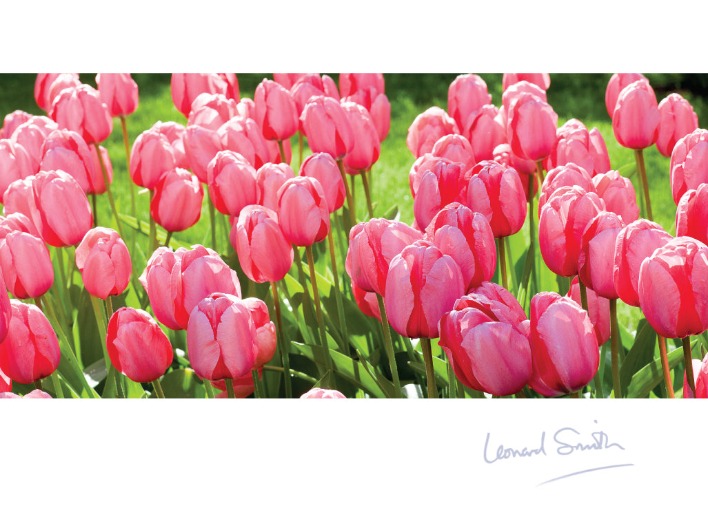 Blank Card - Tulips - The Christian Gift Company