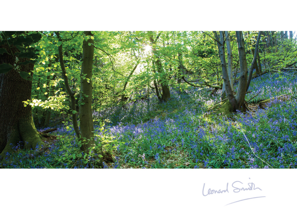 Blank Card - Bluebell Woods Kent - The Christian Gift Company